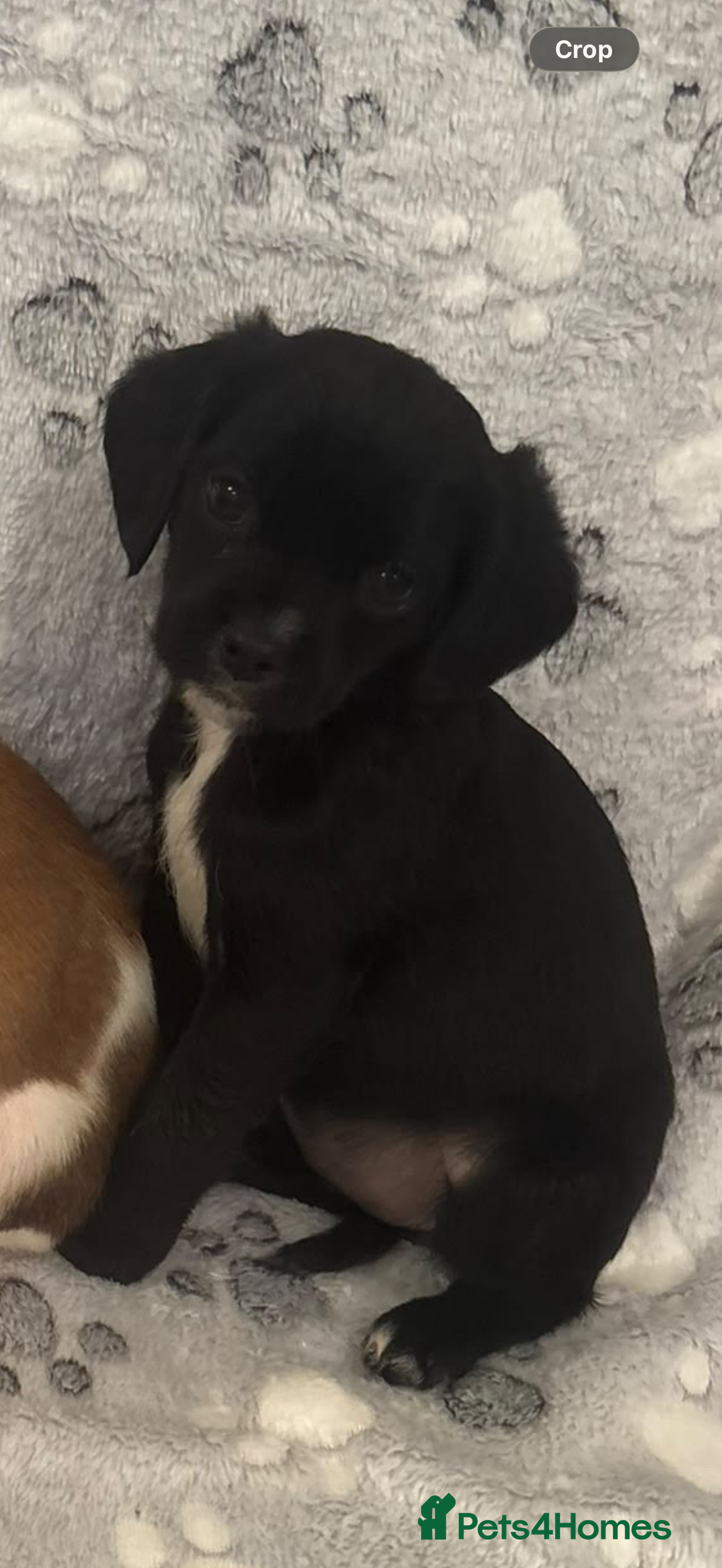 Jug dogs 🐶 Jug puppies looking for loving homes 🐶 - Advert 2