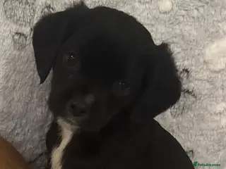 Jug dogs 🐶 Jug puppies looking for loving homes 🐶 - Advert 2