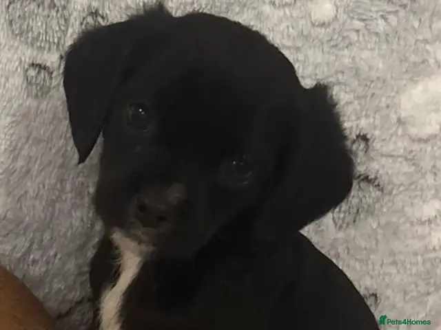 Jug dogs for sale: 🐶 Jug puppies looking for loving homes 🐶 - Advert 2