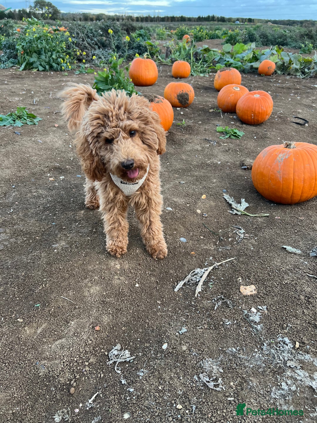 Cockapoo dogs for sale: Red Cockapoo Female Puppy  - Advert 4