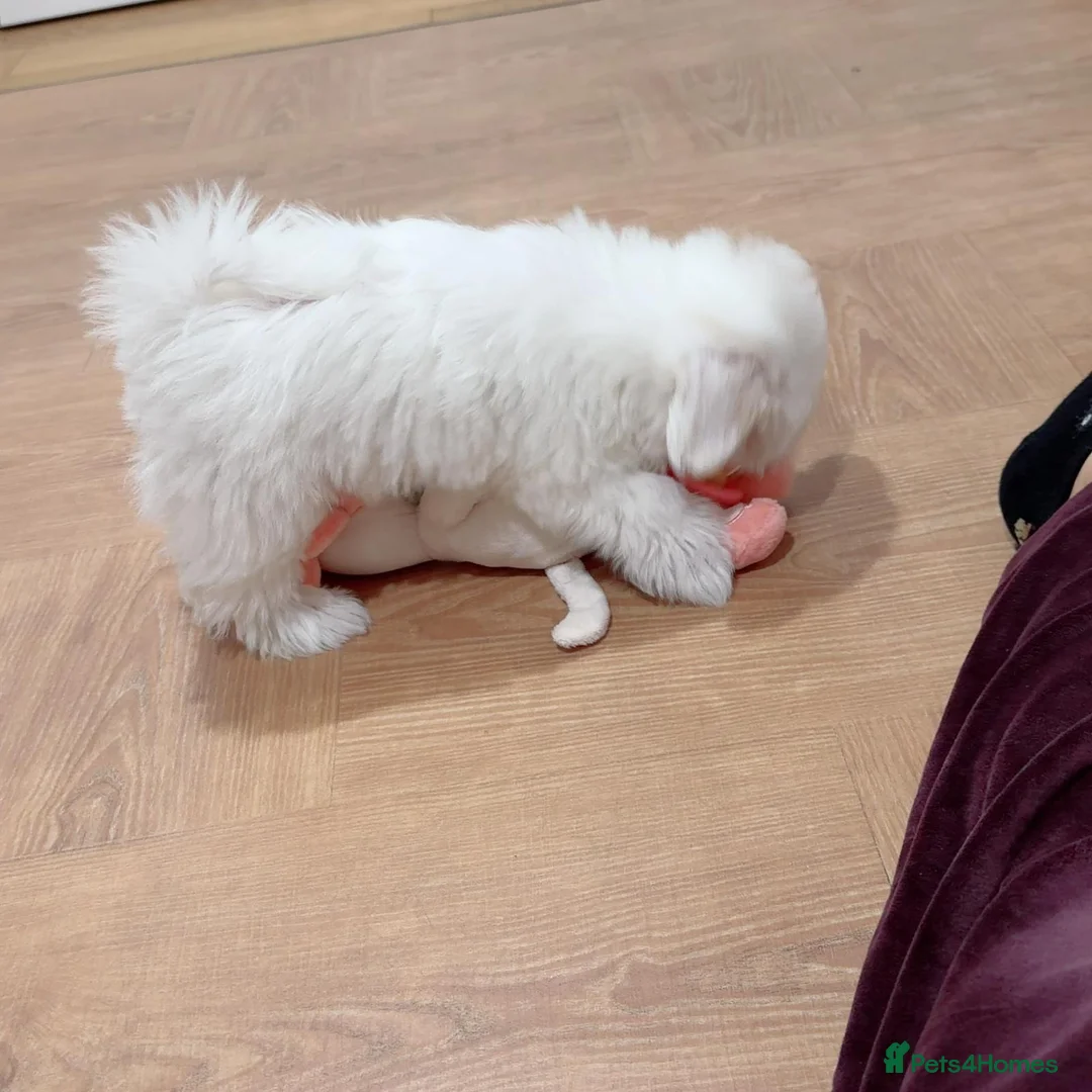 Maltese dogs for sale: Adorable White Maltese Puppy for Sale - Advert 4