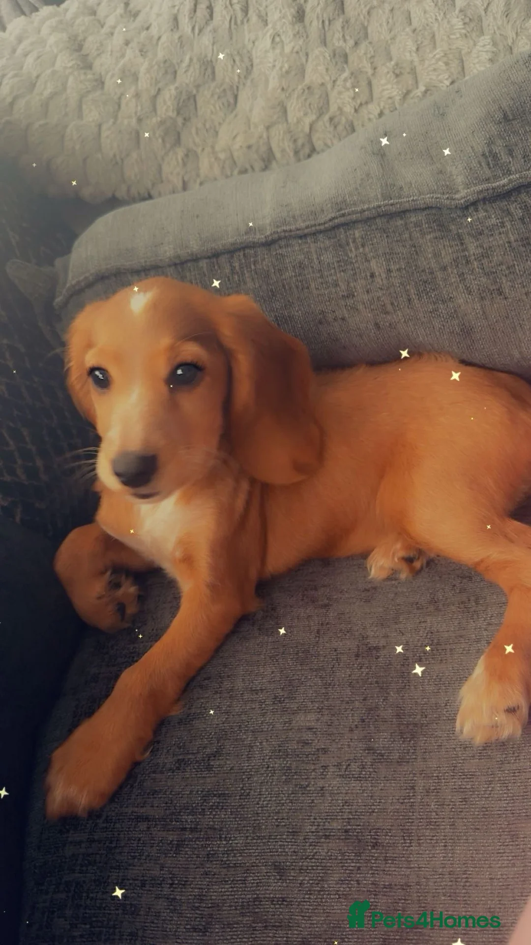 Cockalier dogs for sale: Female  - Advert 2