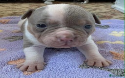 Olde English Bulldogge dogs for sale: Olde english bulldogge pups 1 male / 1 female  - Image 12