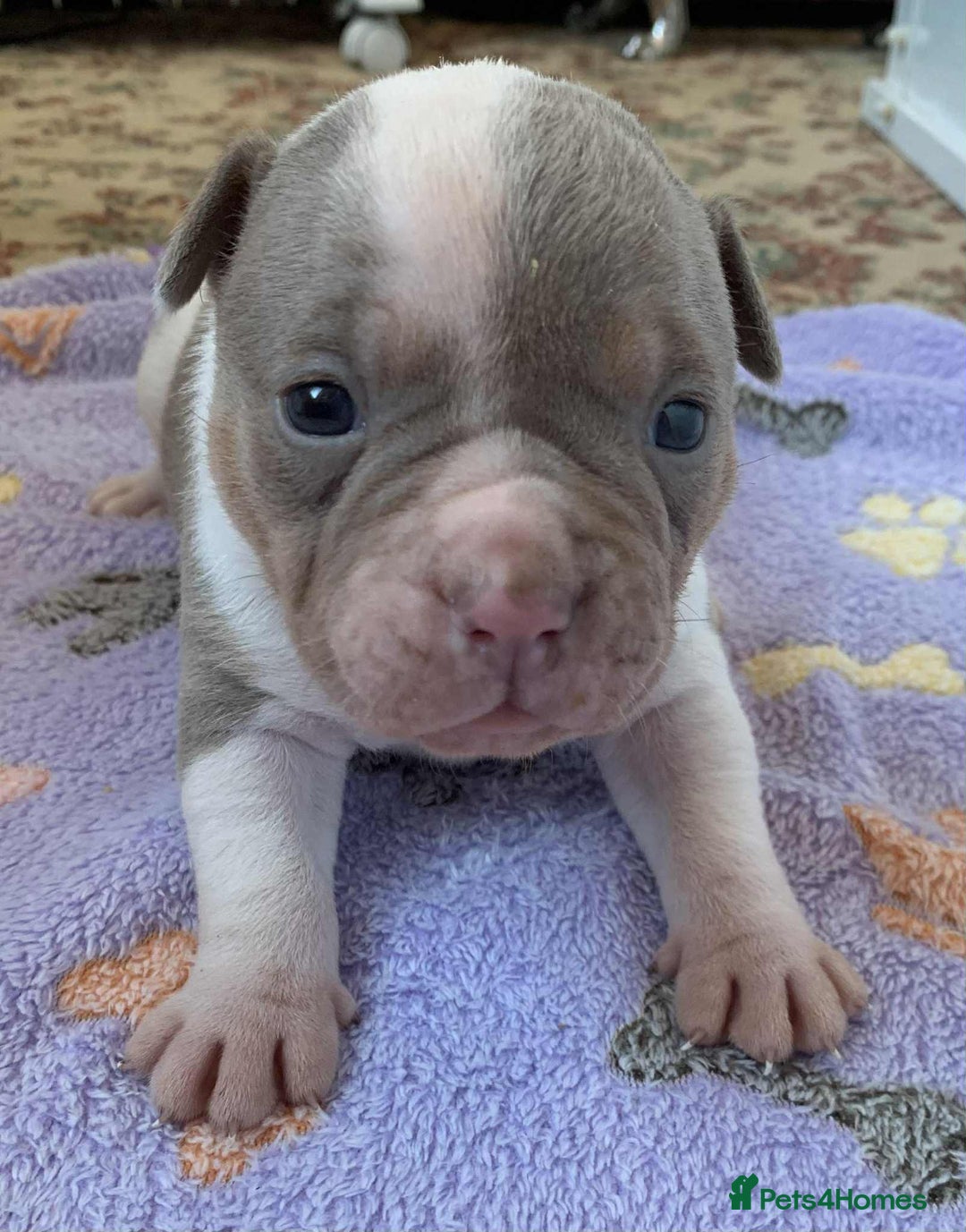 Olde English Bulldogge dogs for sale: Olde english bulldogge pups 1 male / 1 female  - Image 12