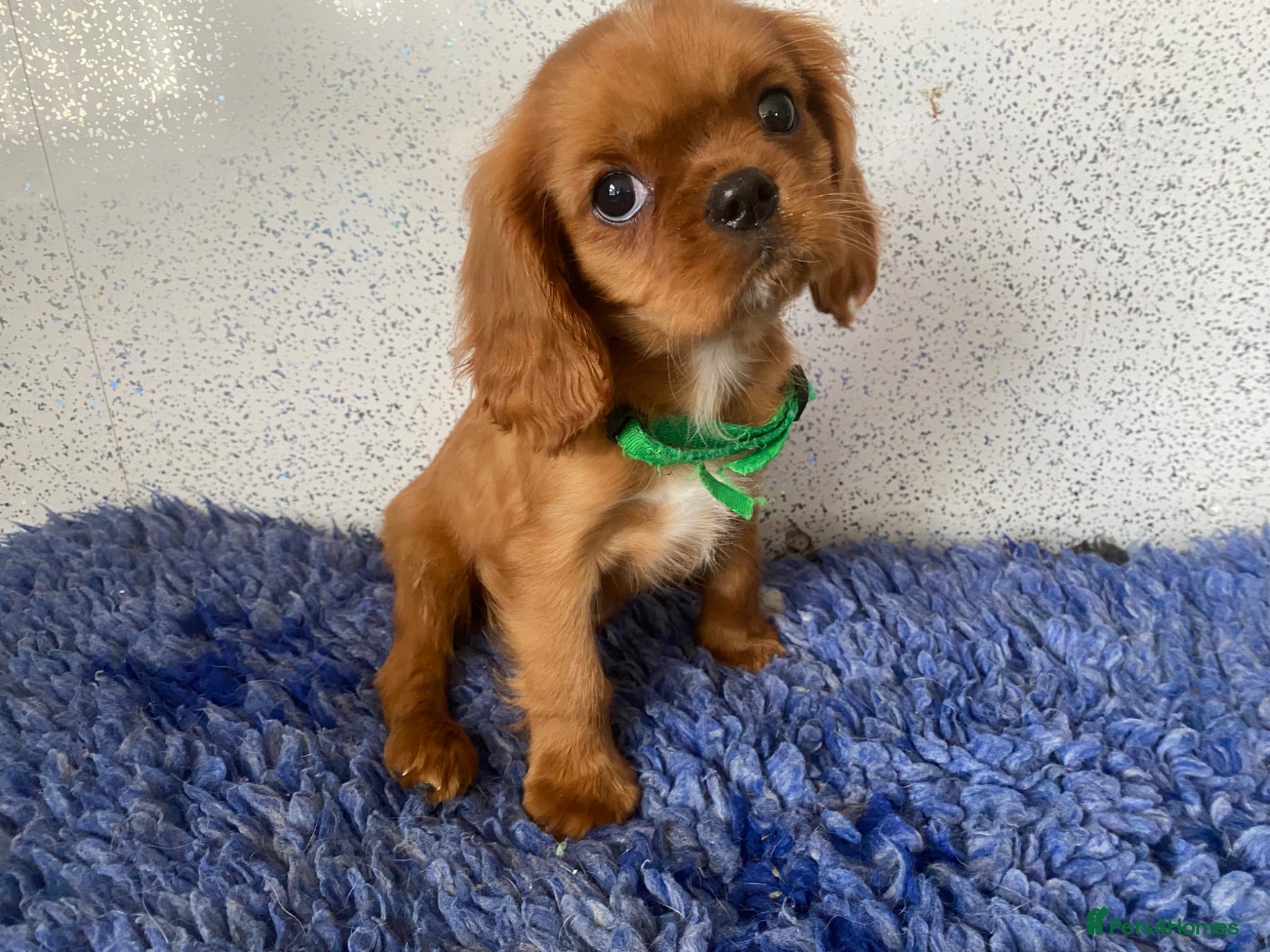 Cavalier King Charles Spaniel dogs Cavalier King Charles  - Advert 2