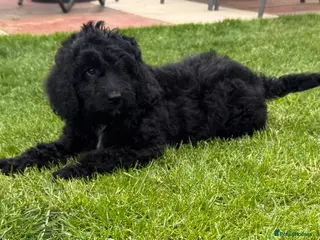 Australian Labradoodle dogs a boy ready for a loving family - Advert 1