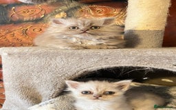 Persian cats for sale: Persian kitten ready to go - Image 29