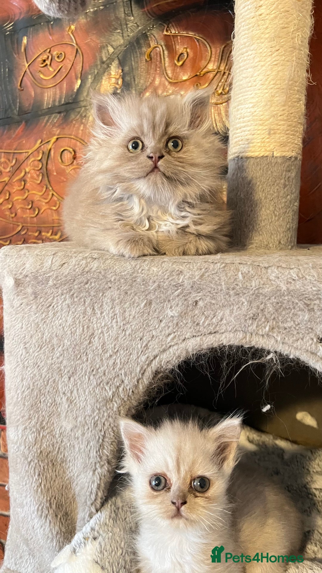 Persian cats for sale: Persian kitten ready to go - Image 29