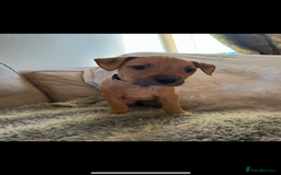 Mixed Breed dogs for sale: Staffie cross puppies  - Image 10