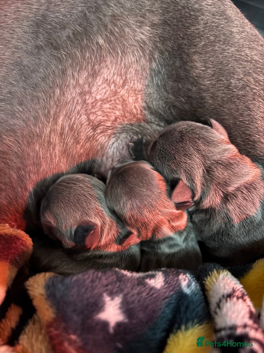French Bulldog dogs for sale: Three stunning French bulldog puppies  - Image 4