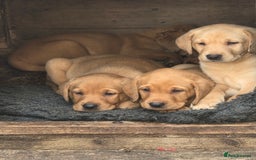 Labrador Retriever dogs for sale: Kc reg  yellow lab puppies 🐶  - Image 5