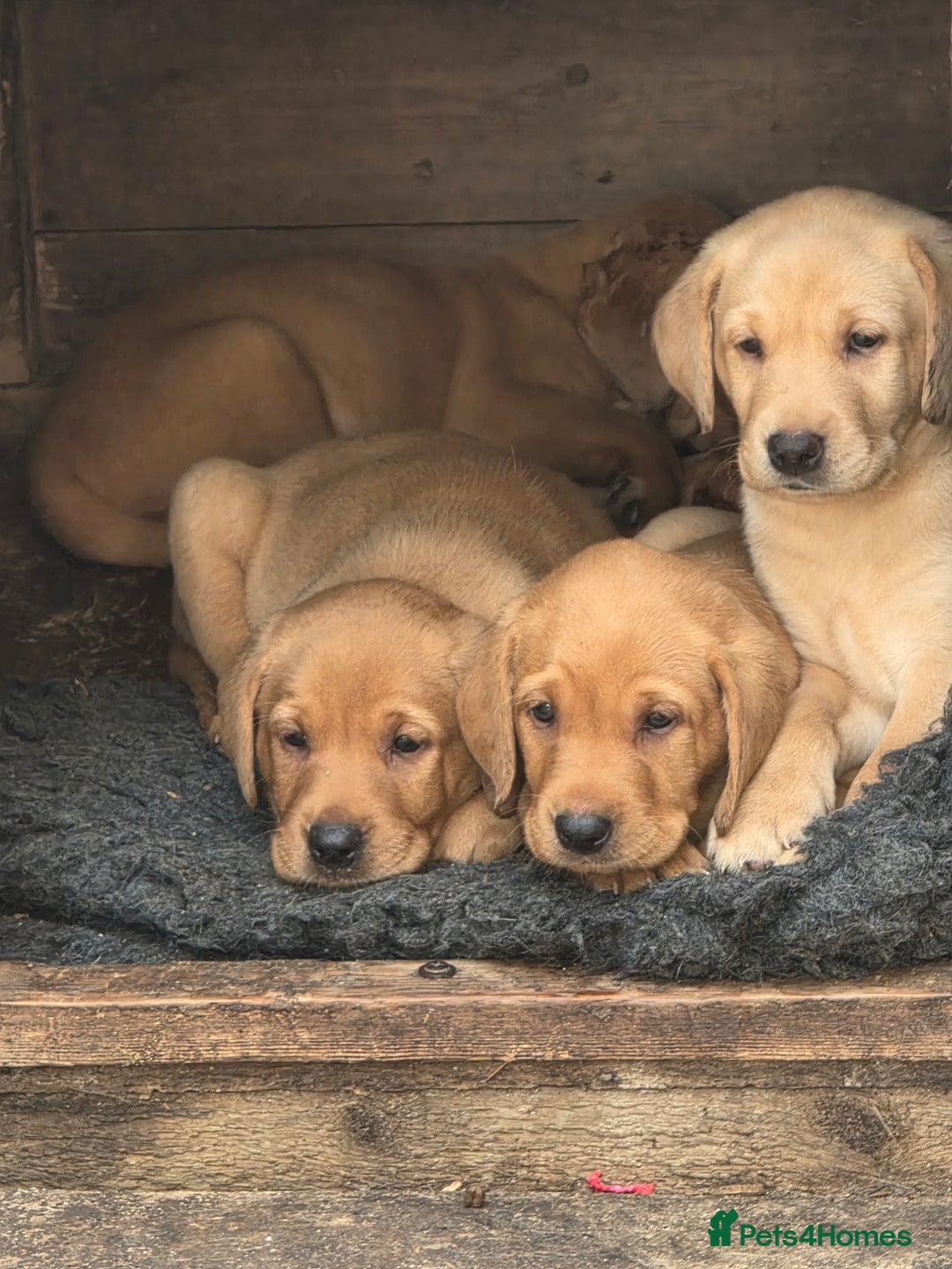 Labrador Retriever dogs for sale: Kc reg  yellow lab puppies 🐶  - Image 5