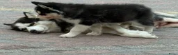 Siberian Husky dogs for sale: Siberian Husky Puppies With Beautiful Personalitie in Stoke-on-Trent - Advert 7