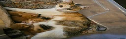 Mixed Breed cats for sale: Beautiful Kittens - Advert 35
