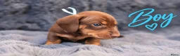 Miniature Dachshund dogs for sale: ❤️KC registered 8 Miniature Dachshund Puppies ❤️ - Advert 2