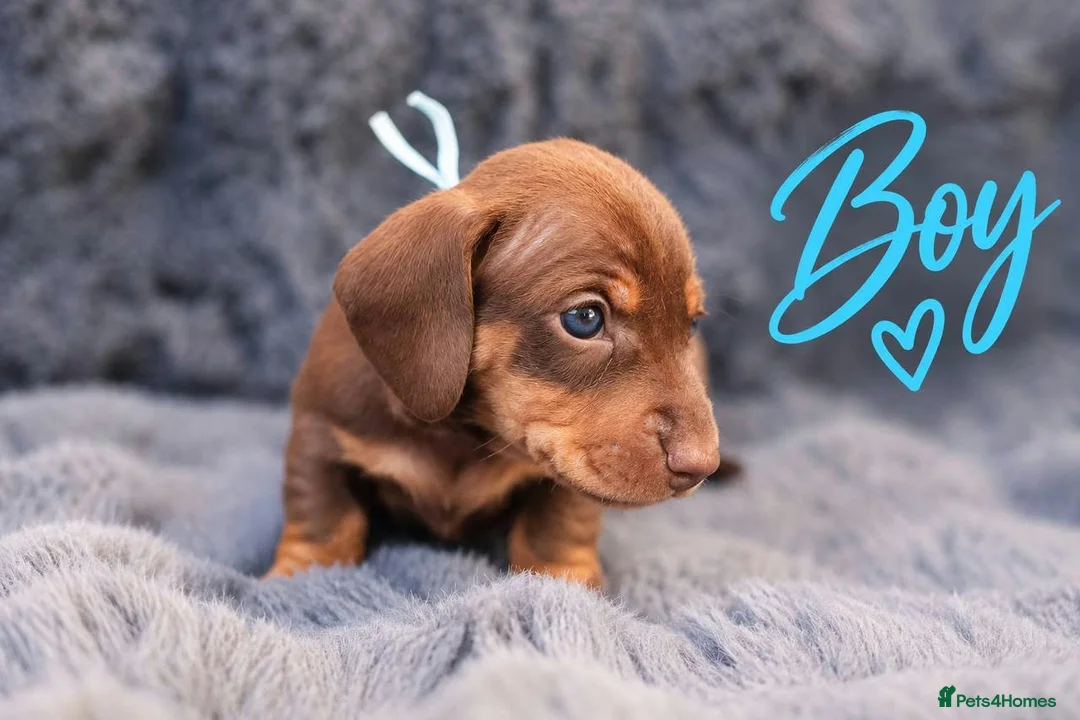 Miniature Dachshund dogs for sale: ❤️KC registered 8 Miniature Dachshund Puppies ❤️ - Advert 2