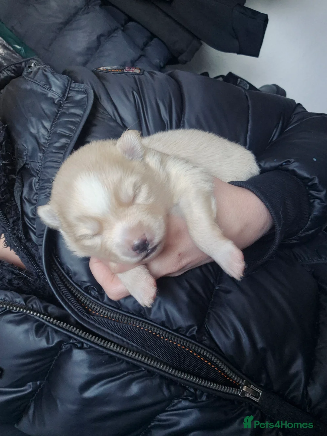 Pomsky dogs for sale: Toy size pomsky puppies  - Advert 2