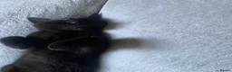 Mixed Breed cats for sale: 3 kittens and Mum Cat - Advert 10