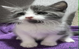 Maine Coon cats for sale: Half Maine coon Kitten ONE BOY LEFT  - Image 1