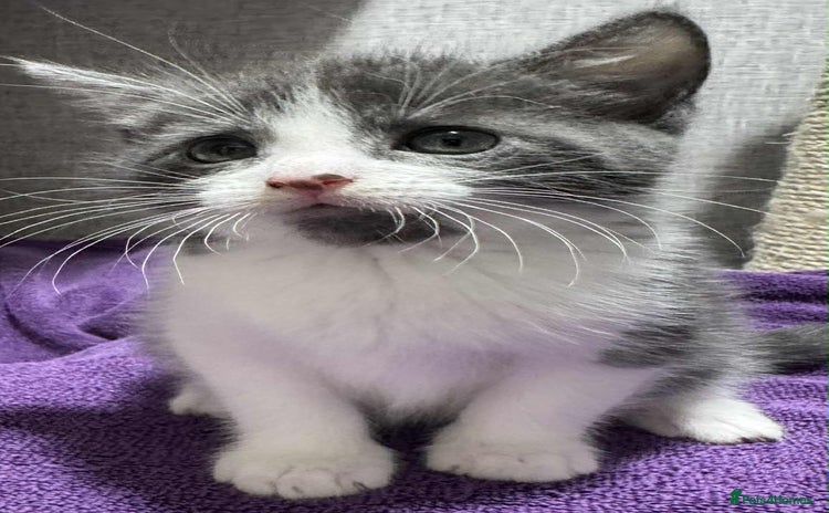 Maine Coon cats - Advert 3