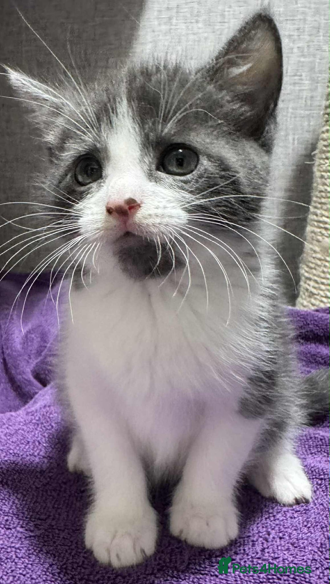 Maine Coon cats for sale: Half Maine coon Kitten ONE BOY LEFT  - Image 1