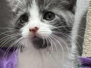 Maine Coon cats - Advert 17