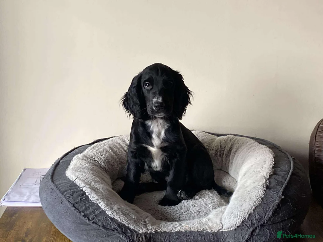 Cocker Spaniel dogs for stud: Cocker spaniel for stud. - Advert 2