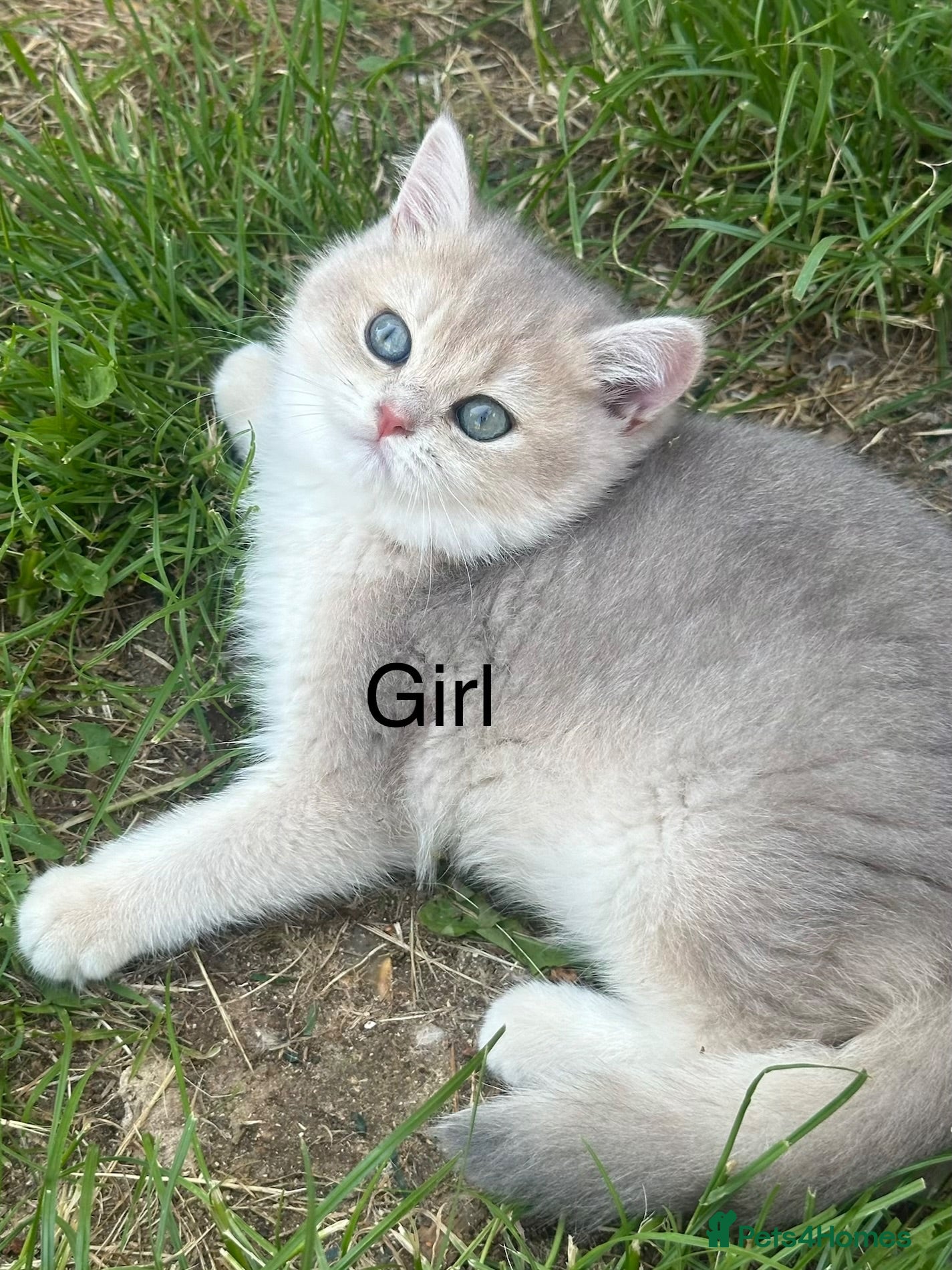 British Shorthair cats Gorgeous golden blue fur babies 😻Reduce price  - Advert 1