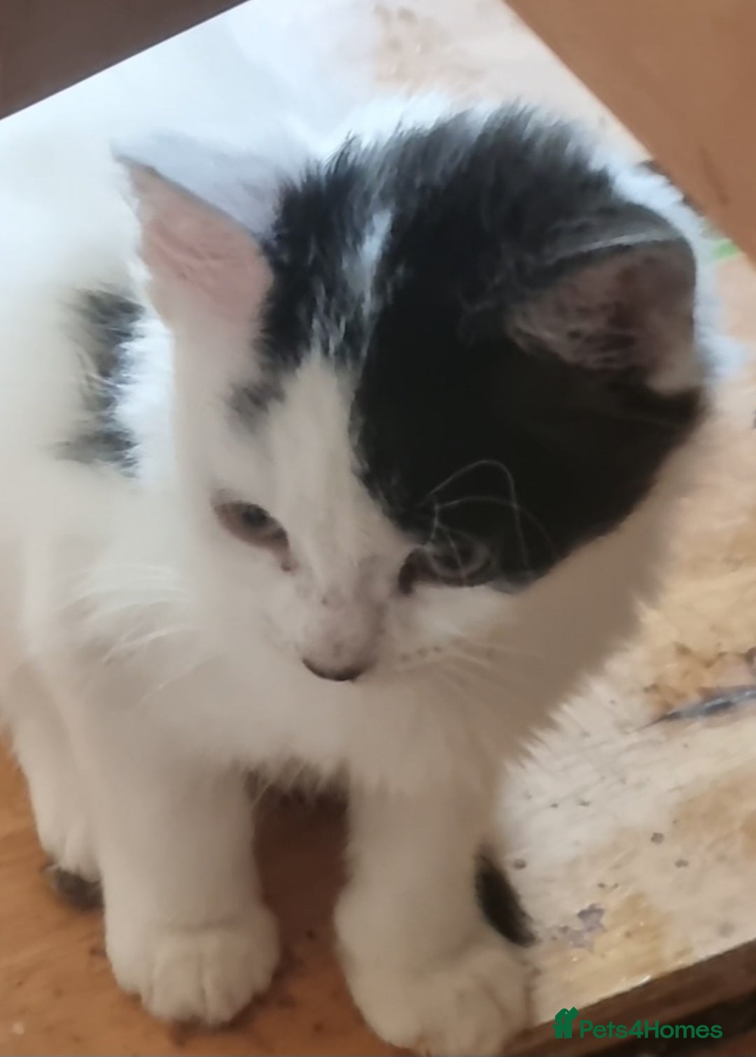 Mixed Breed cats for sale: Beautiful kittens for sale  - Image 5