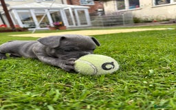 French Bulldog dogs for sale: Gorgeous French Bulldog Puppies. - Image 24