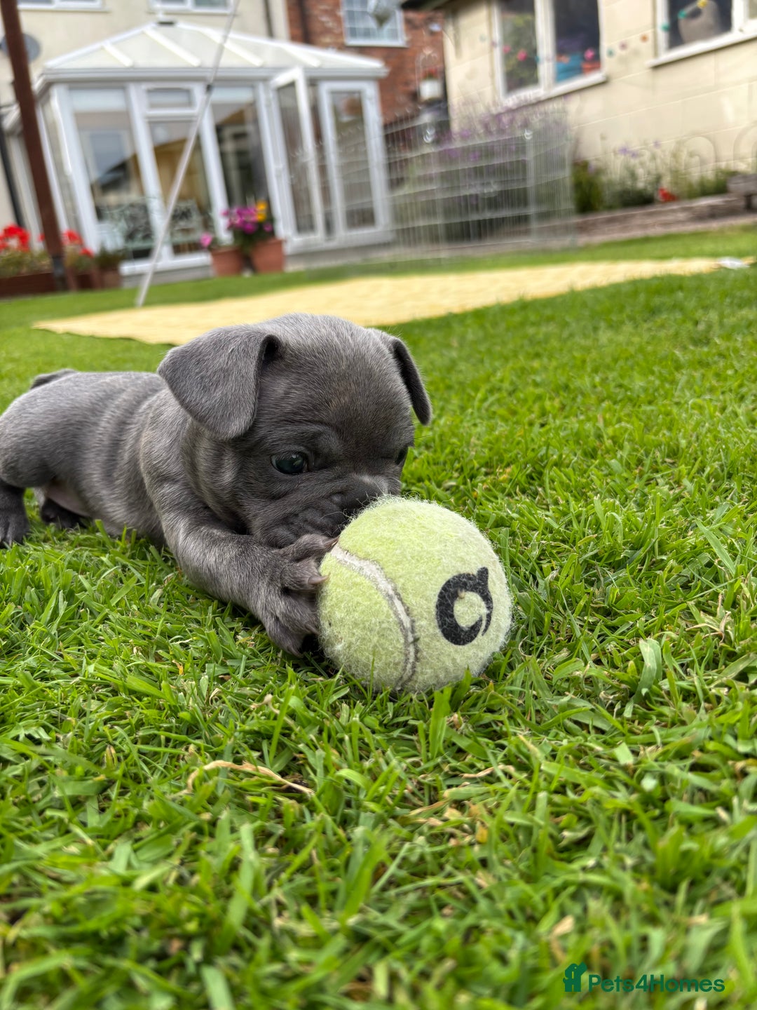 French Bulldog dogs for sale: Gorgeous French Bulldog Puppies. - Image 24