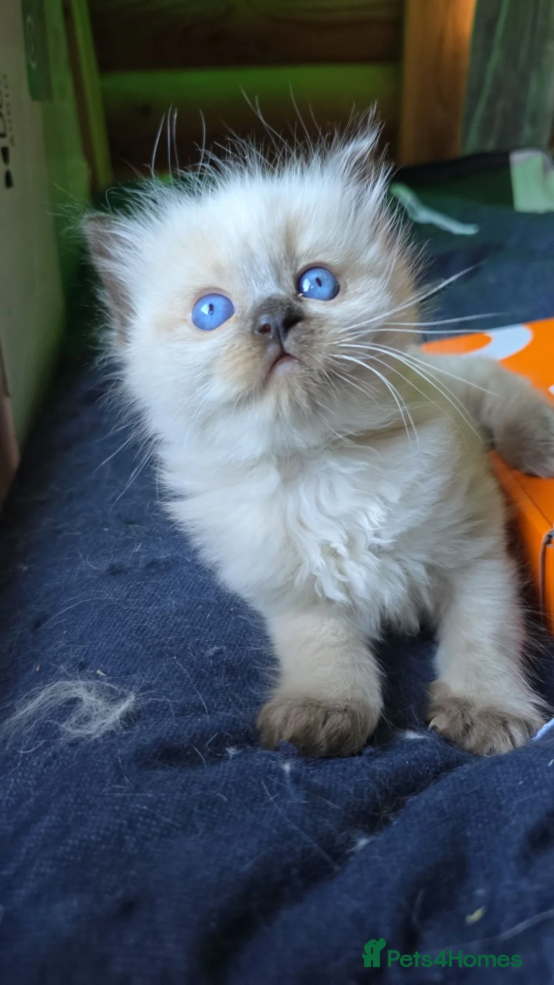Ragdoll cats for sale: Amazingly Forward Chunky Confident Ragdoll Babies  in Bexhill-on-Sea - Advert 2