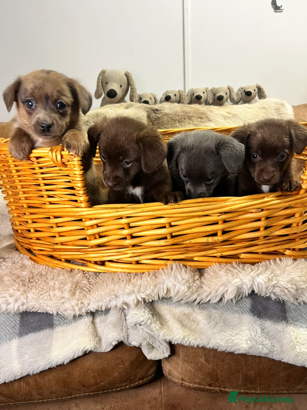 Mixed Breed dogs for sale: Stunning Damaranian  - Advert 3