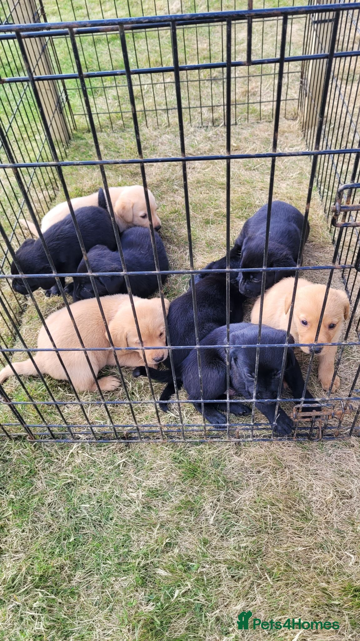 Labrador Retriever dogs Labrador puppies looking new homes 🐾 - Advert 5