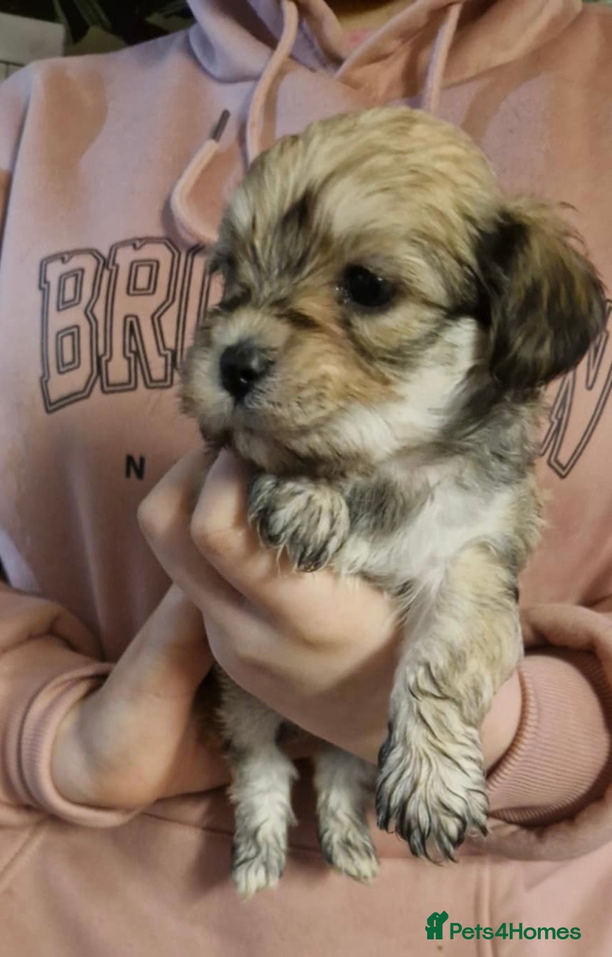 Mixed Breed dogs Lhasa Apso X Yorkshire terrier - Advert 9