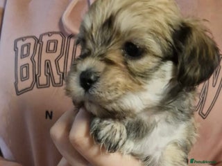 Mixed Breed dogs Lhasa Apso X Yorkshire terrier - Advert 1