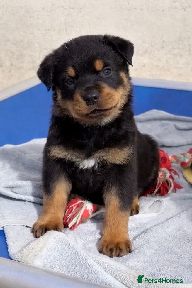 Rottweiler dogs Rottweiler pups KC Registered + Champ Bloodlines - Advert 14