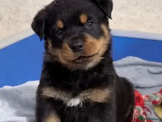 Rottweiler dogs Rottweiler pups KC Registered + Champ Bloodlines - Advert 14