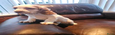 Cocker Spaniel 4