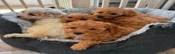 Cavapoo dogs for sale: Toy Cavapoo Puppies  - Advert 1