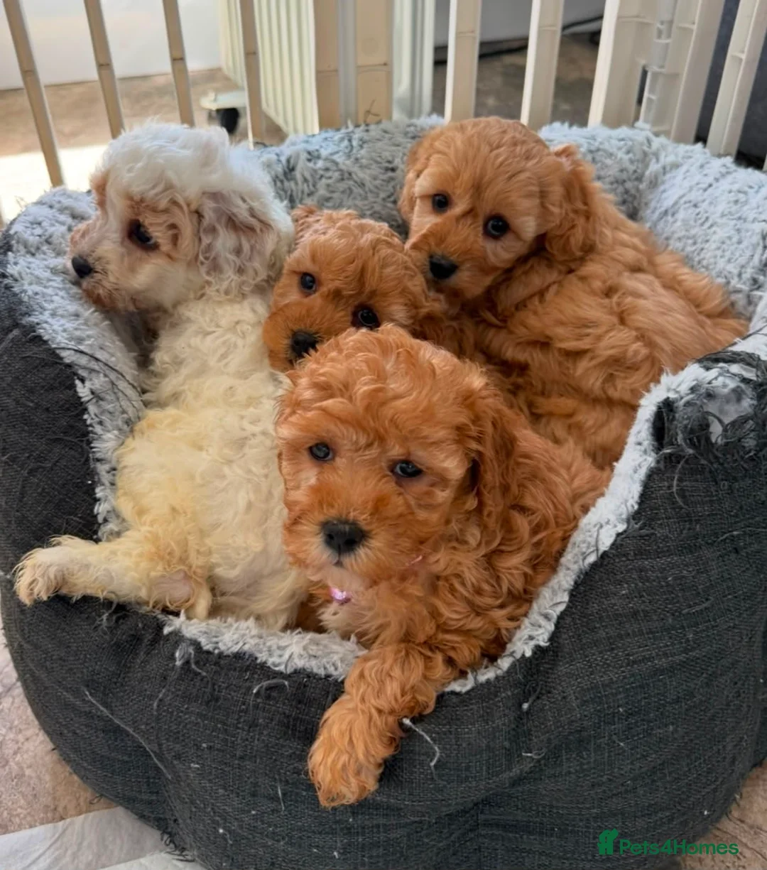 Cavapoo dogs for sale: Toy Cavapoo Puppies  - Advert 1