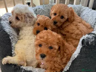 Cavapoo dogs Toy Cavapoo Puppies - Advert 5