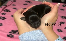 Yorkshire Terrier dogs for sale: Yorkshire Terrier puppies - Image 5