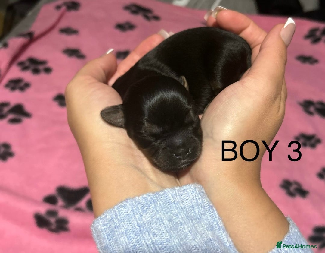 Yorkshire Terrier dogs for sale: Yorkshire Terrier puppies - Image 5
