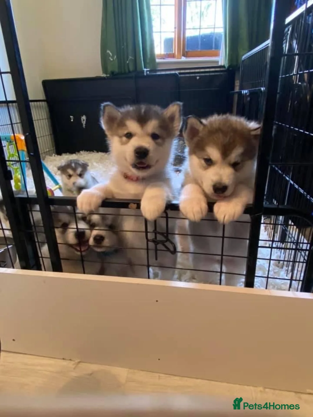 Gallery Image {{count}}