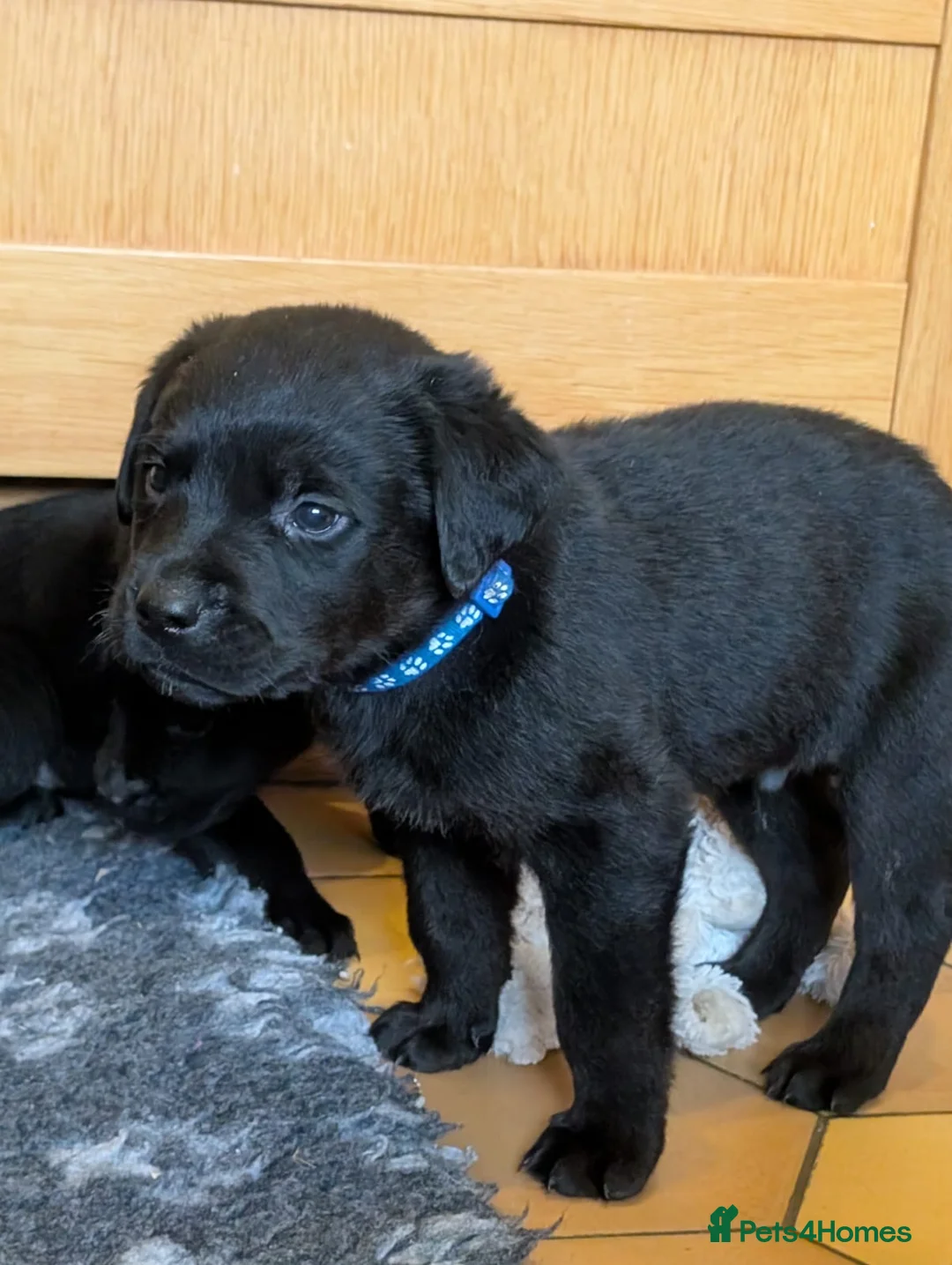 Mixed Breed dogs for sale: Labrador x Rottweiler (Rottador) - Advert 18