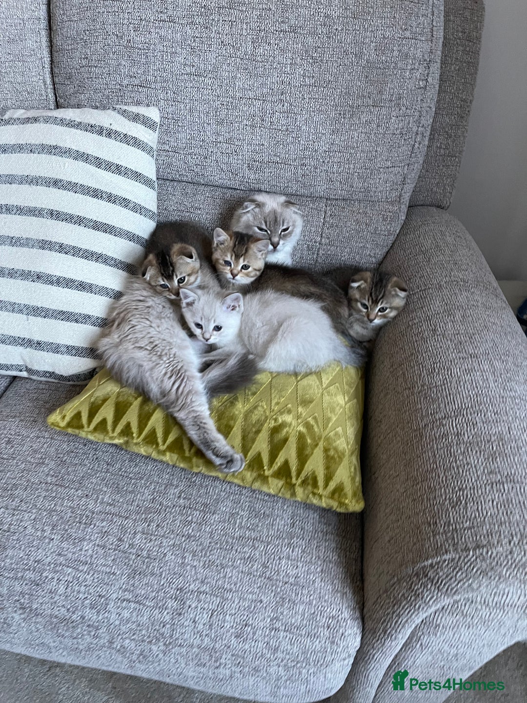 Scottish Fold cats for sale: ✨ STUNNING SCOTTISH FOLD KITTENS ✨ - Advert 2