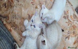 Scottish Fold cats for sale: Scottish fold kittens with blue eyes  - Image 8