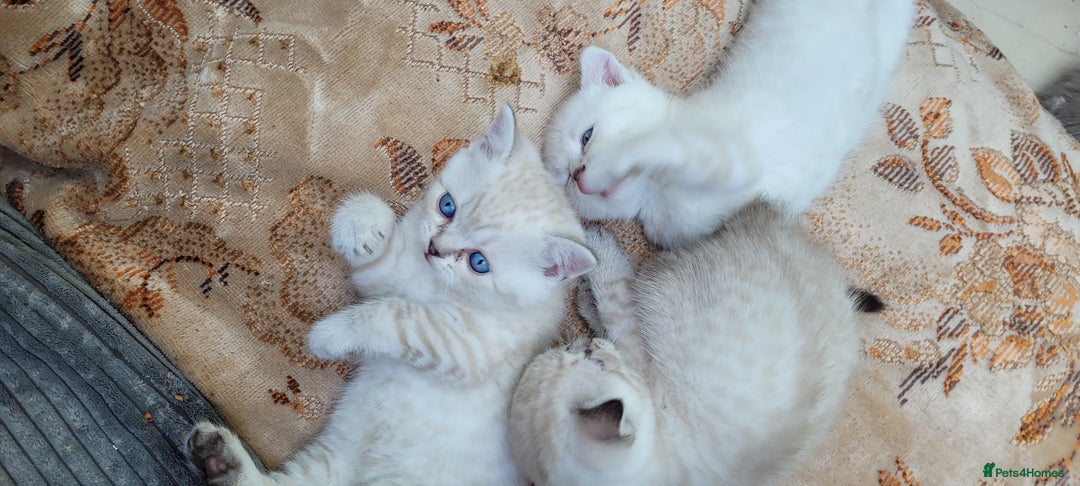 Scottish Fold cats for sale: Scottish fold kittens with blue eyes  - Image 8
