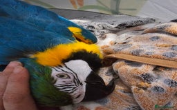 Macaws birds for sale: Female BNG MAcaw - Image 9